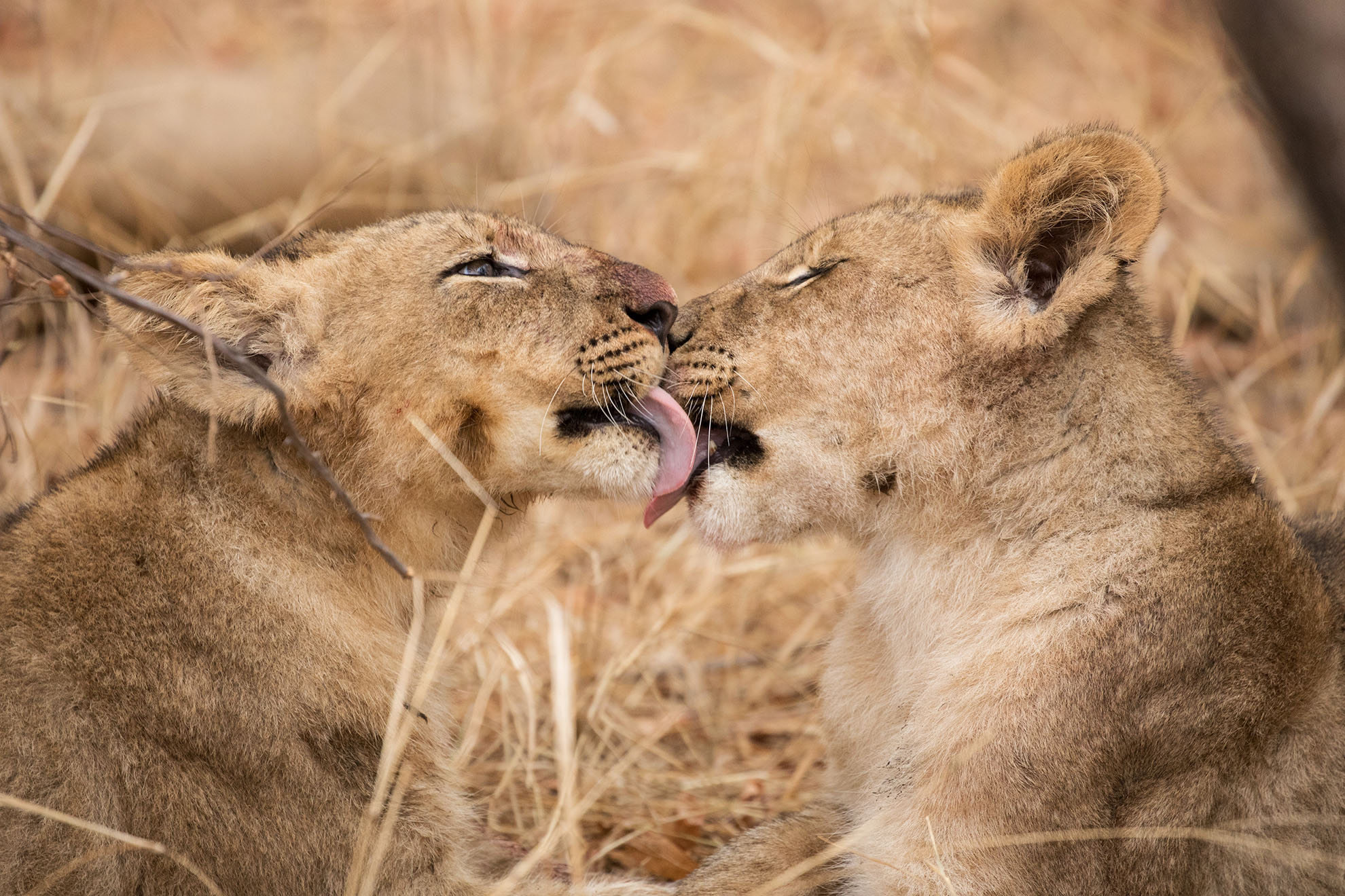 Karongwe-Wildlife-BigFive-1